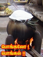 பொங்கல் Pongal